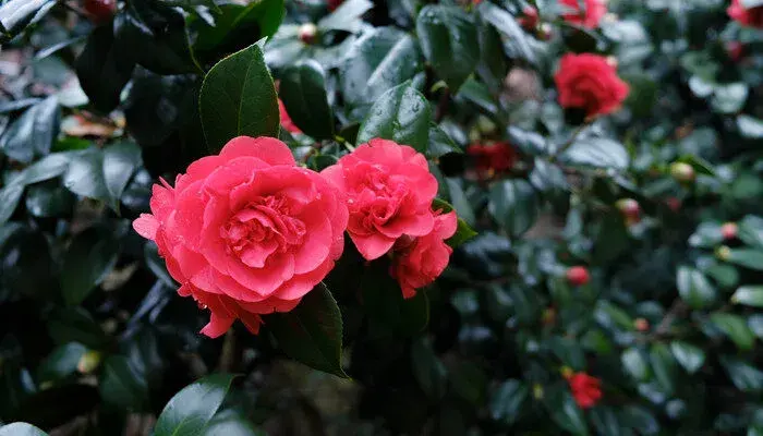 山茶花花语 山茶花的花语是什么