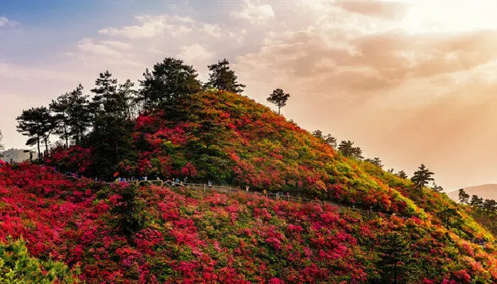 杜鹃花的花语及传说 杜鹃花的花语以及传说