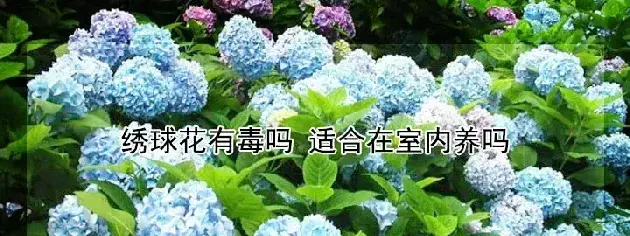 绣球花有毒吗 适合在室内养吗