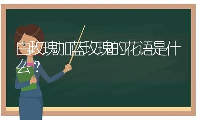 白玫瑰加蓝玫瑰的花语是什么？ | 绿植常识