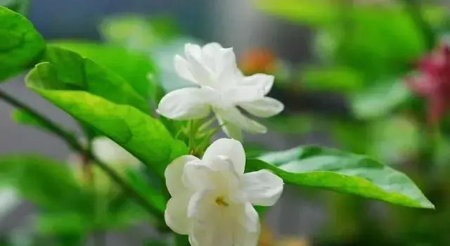 怎样养茉莉花？