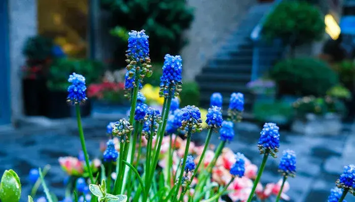 紫色风信子花语是什么 紫色风信子花语是什么呢