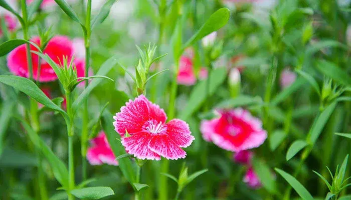 石竹花的花语和寓意 石竹花的花语和寓意是什么