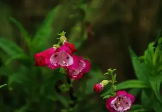 毛地黄什么时候开，毛地黄的花语有哪些？