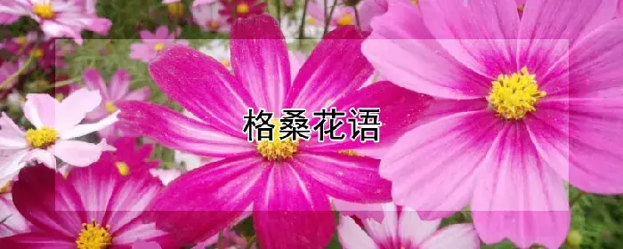 格桑花语