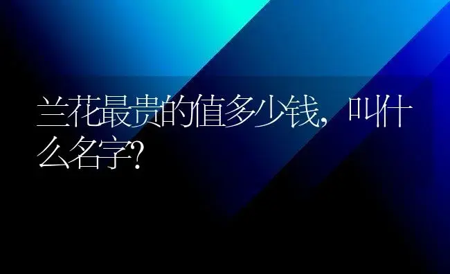 兰花最贵的值多少钱，叫什么名字？ | 绿植常识