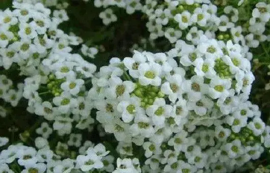 香雪球种子选种育苗技巧