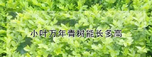 小叶万年青树能长多高