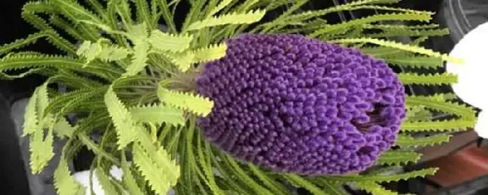 佛塔花的花语和意义 佛塔花的介绍