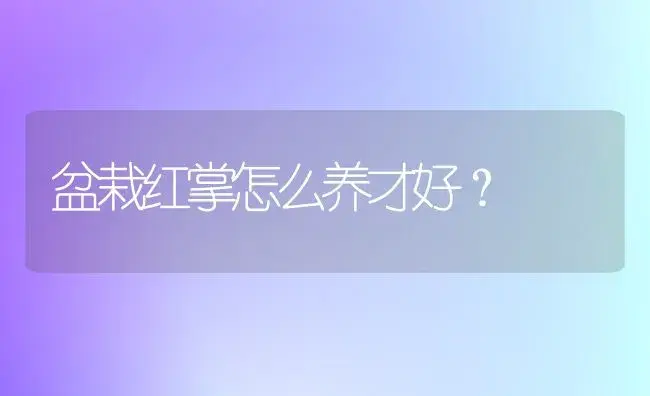 盆栽红掌怎么养才好？ | 家庭养花