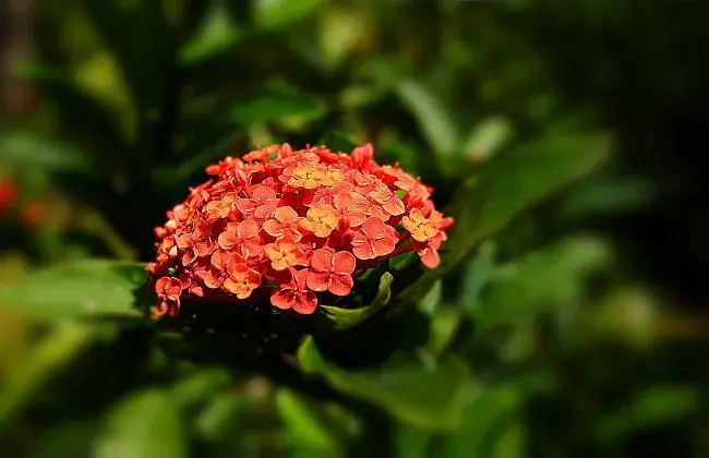 龙船花冬天养殖对策