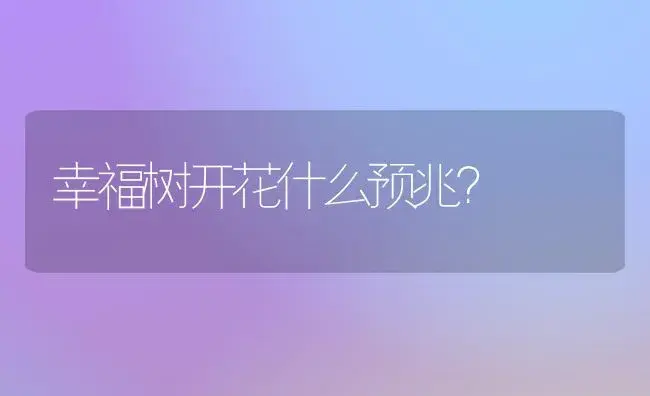 幸福树开花什么预兆？ | 家庭养花