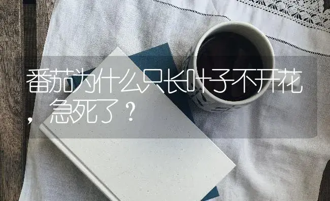 番茄为什么只长叶子不开花,急死了？ | 多肉养殖