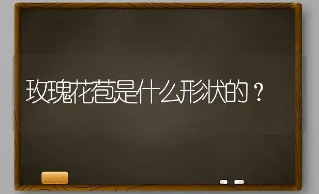 玫瑰花苞是什么形状的？ | 绿植常识