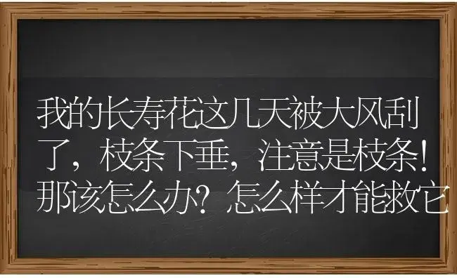 我的长寿花这几天被大风刮了,枝条下垂,注意是枝条!那该怎么办?怎么样才能救它？ | 多肉养殖