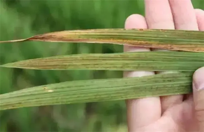 水稻叶片发红是什么病