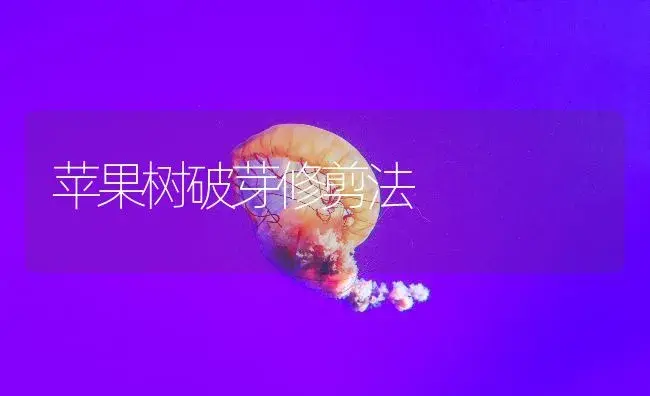 苹果树破芽修剪法 | 果木种植