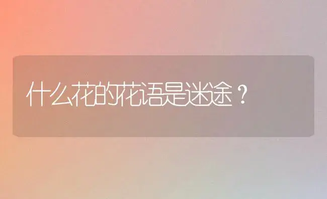 什么花的花语是迷途？ | 多肉养殖