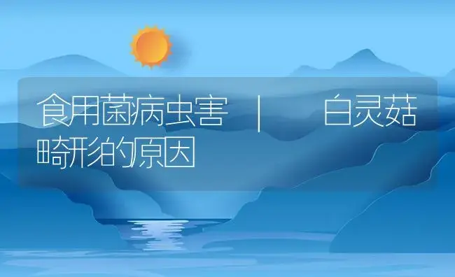白灵菇畸形的原因 | 菌菇种植