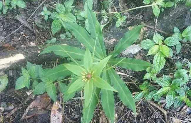 七叶一枝花怎么种好