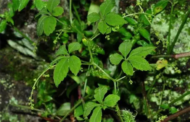 绞股蓝的种植技术