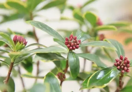 盆景养护管理 | 金边瑞香有花蕾不开花怎么办