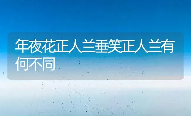 年夜花正人兰垂笑正人兰有何不同 | 家庭养花