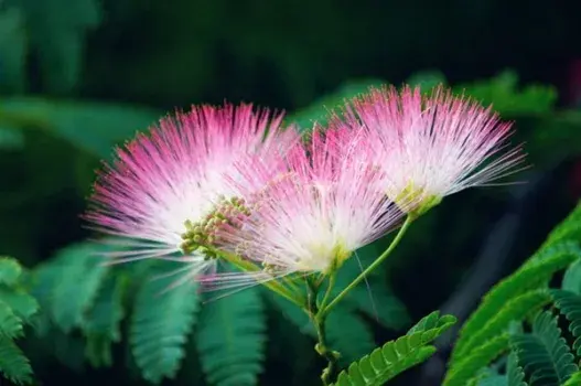 合欢花的花语有哪些？