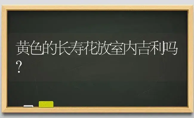 黄色的长寿花放室内吉利吗？ | 多肉养殖