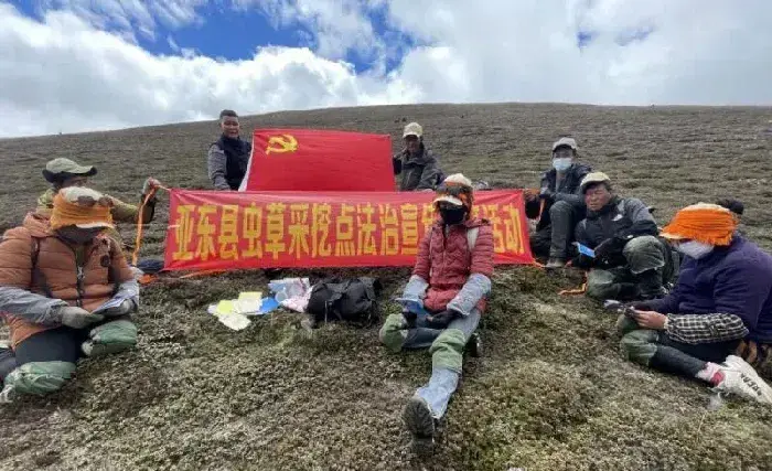 西藏波密：科学种植天麻 带动群众增收