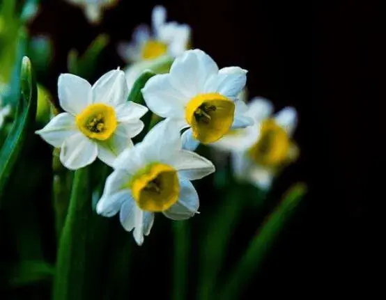 水仙花花语大全，代表着吉祥、祝福、坚贞的爱情