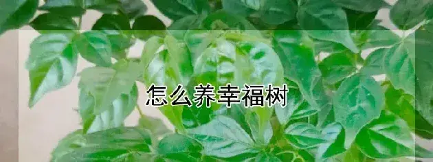 怎么养幸福树