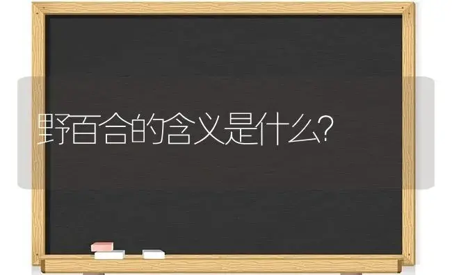 野百合的含义是什么？ | 绿植常识