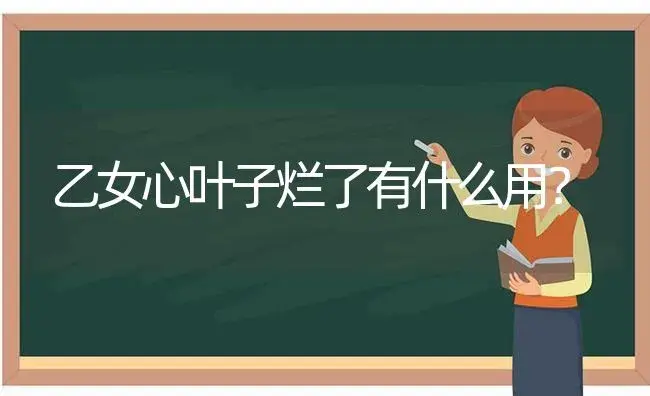 乙女心叶子烂了有什么用？ | 多肉养殖