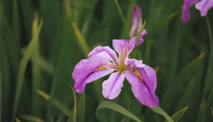 鸢尾花的花语及传说