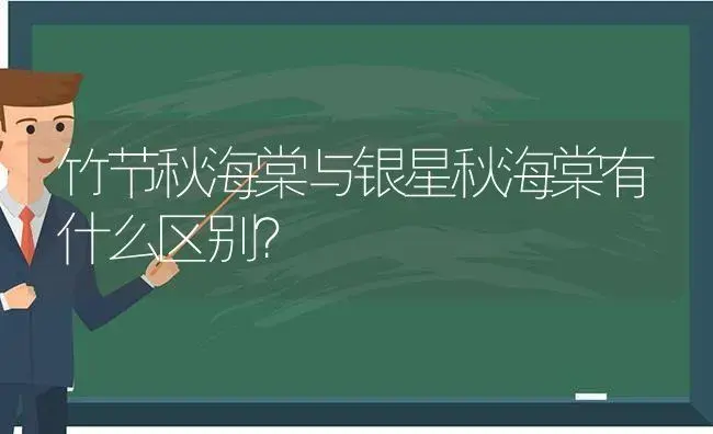 竹节秋海棠与银星秋海棠有什么区别？ | 多肉养殖