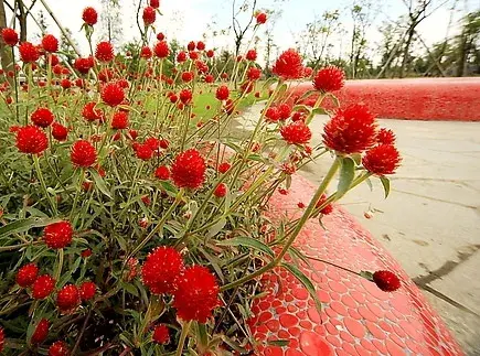 千日红的花语和赠花学问