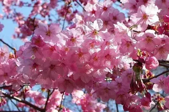 十种花的花语长一点？