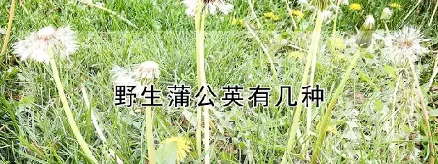 野生蒲公英有几种