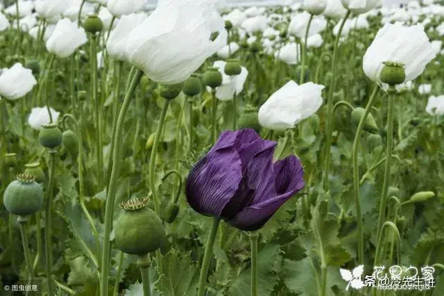 等待爱情、迷恋、微妙的美、沉默的爱，这些花的花语你了解吗