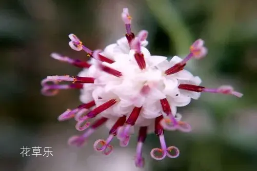 吊兰的花语有哪些？