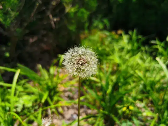 蒲公英的花语与寓意，适合送什么人