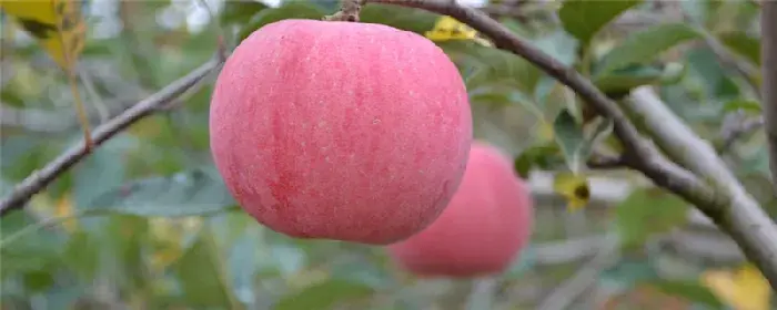 苹果树水溶肥施肥方案