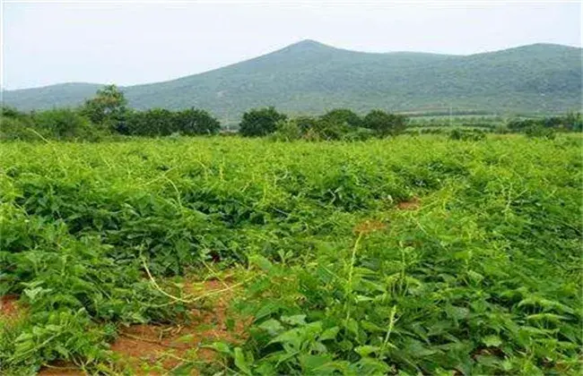 山药的栽培小心事项