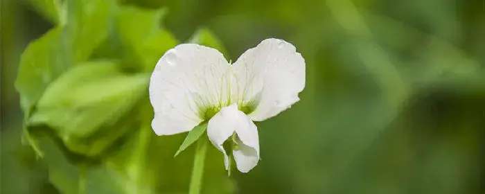 香豌豆花的花语