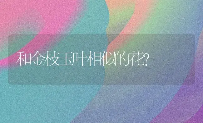 和金枝玉叶相似的花？ | 多肉养殖