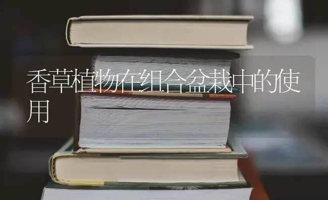 香草植物在组合盆栽中的使用 | 特种种植