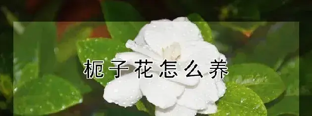 枙子花怎么养