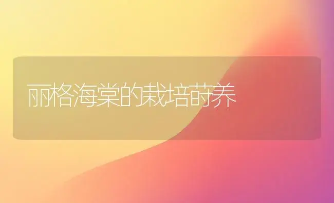 丽格海棠的栽培莳养 | 家庭养花