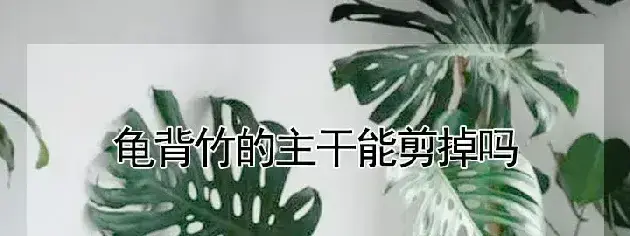 龟背竹的主干能剪掉吗